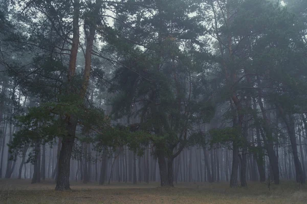 Pini nella foresta con mattina — Foto Stock