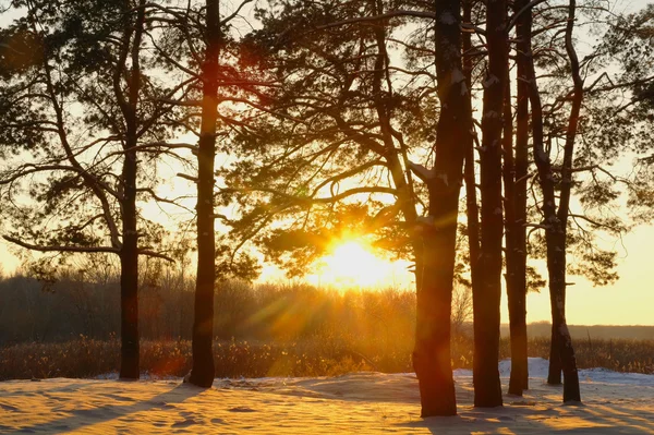 Magic sunrise in the snowy forest — Stock Photo, Image