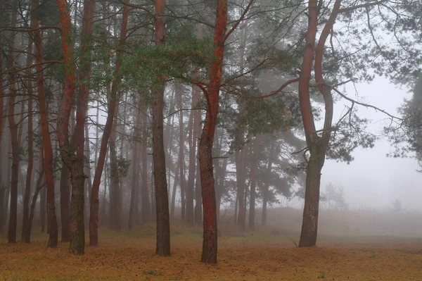 Dennen in het forest met morning — Stockfoto