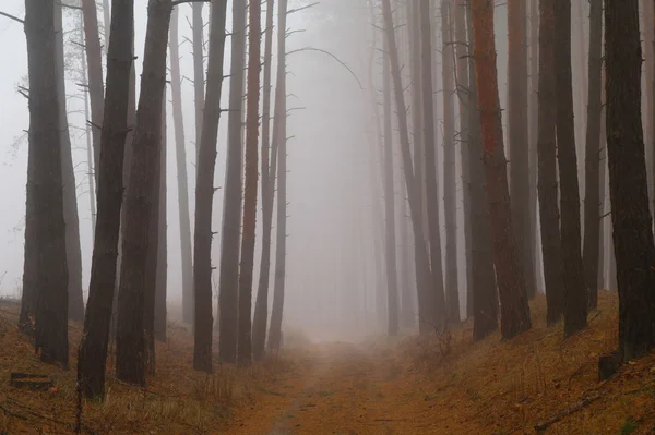 Pini nella foresta con mattina — Foto Stock