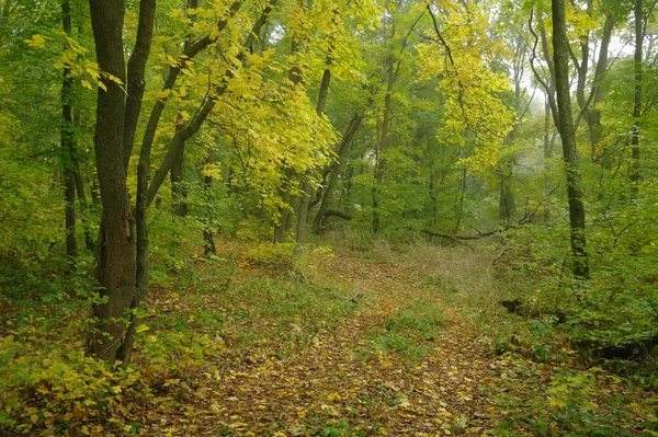 Bosque en otoño Imágenes de stock libres de derechos