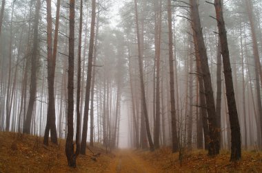 Sabah sis sonbahar ormanda