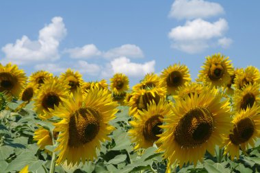 Ayçiçeği tarlası ve bulutlu gökyüzü