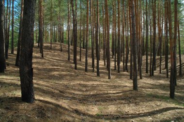 İğne yapraklı orman sabah güneş tarafından aydınlatılmış