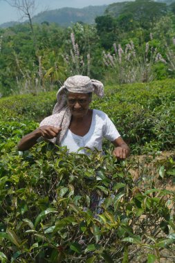 Kandy, Sri Lanka - 20 Mar 2014: kadın çay seçici çay plantasyon içinde doğrudan ve dolaylı olarak, bir milyonu aşkın Sri Lankalı çay sektöründe istihdam edilmektedir.