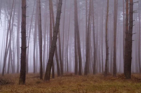 Forêt d'automne dans la brume matinale — Photo