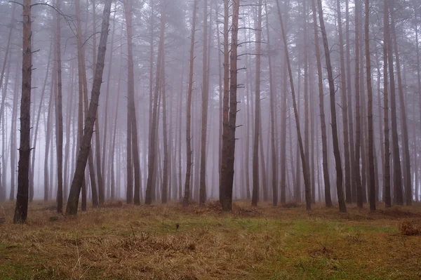 सकाळी धुके मध्ये शरद ऋतू वन — स्टॉक फोटो, इमेज