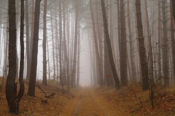 Forêt d'automne dans la brume matinale — Photo