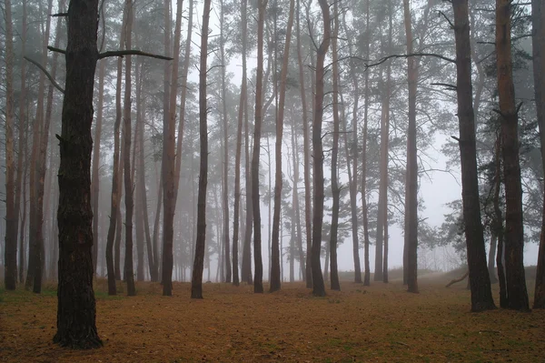 Bosque de otoño en la niebla de la mañana —  Fotos de Stock