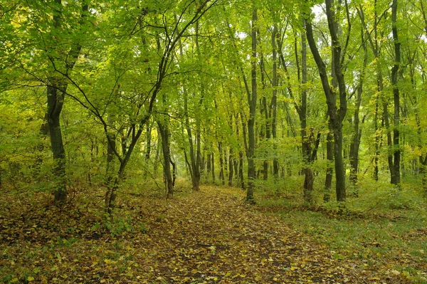 Floresta no Outono — Fotografia de Stock