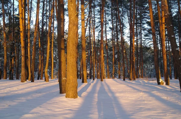 Nascer do sol mágico na floresta nevada — Fotografia de Stock