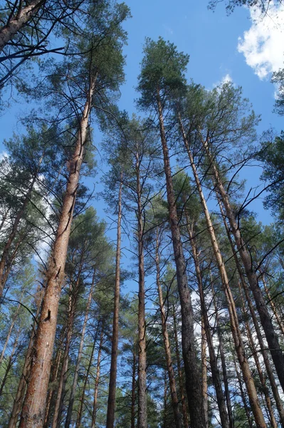 Bosque de pino — Foto de Stock