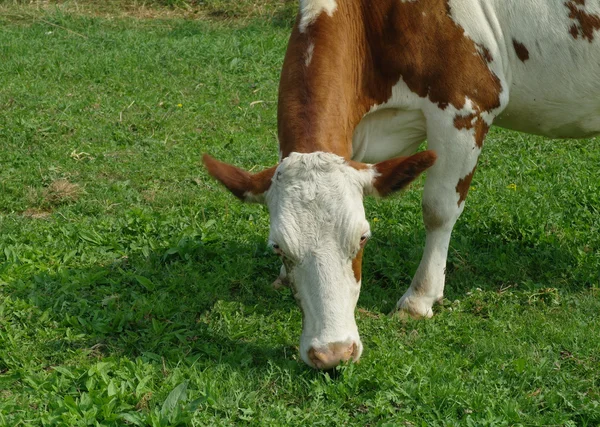 Vacas que pastam em pastagens frescas — Fotografia de Stock