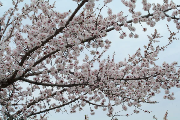 Flores de albaricoque en la rama — Foto de Stock