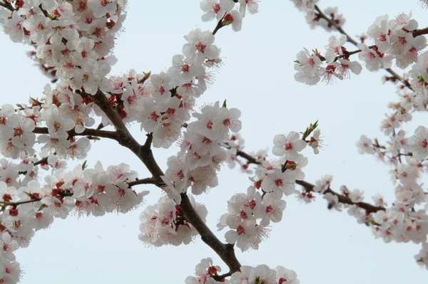 Fleurs d'abricot sur la branche — Photo