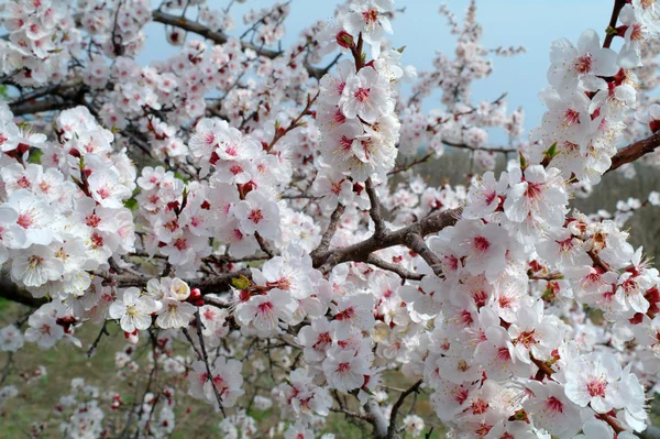 Flores de albaricoque en la rama — Foto de Stock