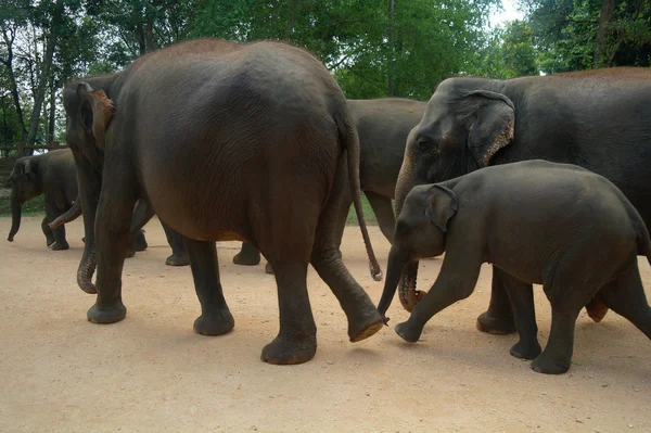 Elefantes en Kandy, Sri Lanka — Foto de Stock