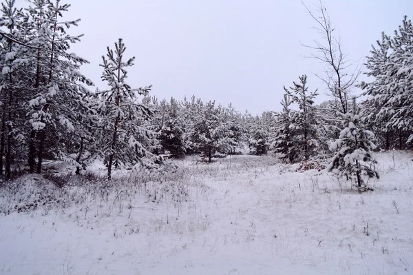 Vinterlandskap med snötäckta träd — Stockfoto
