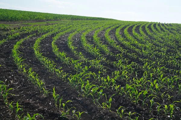 Texture of cultivated field Stock Picture