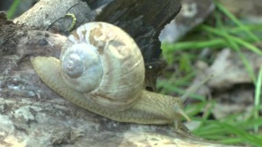Bir bulutlu bahar gününde salyangoz
