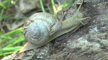 Bir bulutlu bahar gününde salyangoz