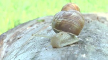 Bir bulutlu bahar gününde salyangoz