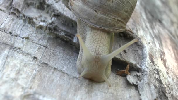 Caracol em um dia de primavera nublado — Vídeo de Stock