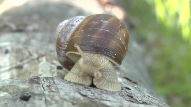 Escargot par un jour de printemps nuageux 