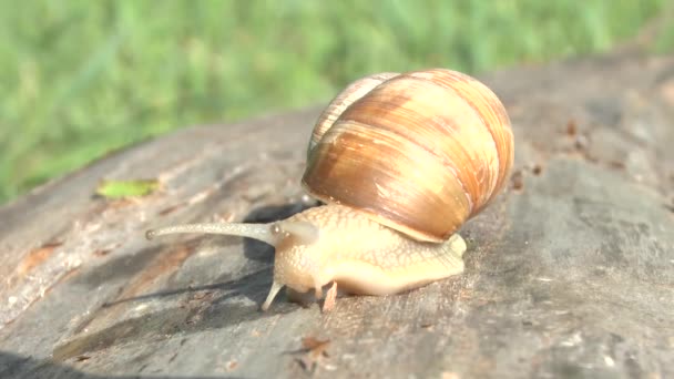 Snail on a cloudy spring day — Stock Video