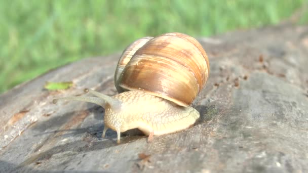 Lumaca in un giorno nuvoloso di primavera — Video Stock