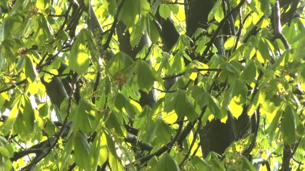 Groene takken van de kastanjebomen in de regen — Stockvideo