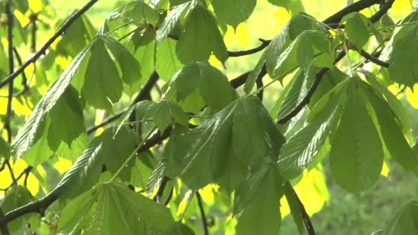 Πράσινα κλαδιά από τα δέντρα καστανιάς στη βροχή — Αρχείο Βίντεο