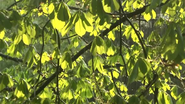Groene takken van de kastanjebomen in de regen — Stockvideo