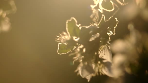 Apple flower in the sun. — Stock Video