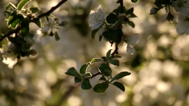 Flor de manzana al sol . — Vídeos de Stock