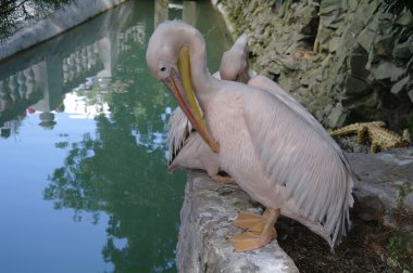 pelican on land close up