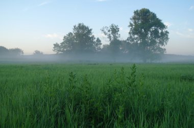 Puslu çayır bahar gündoğumu