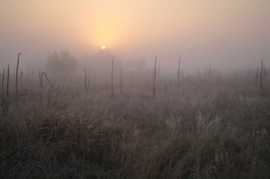 frost soğuk sisli sabah ile ormanın yakınındaki çayır kuru çim kaplı