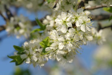 İlkbaharda çiçek açan ağaç ile güzel doğa manzara