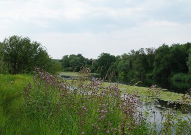 Río y bosque. composición de la naturaleza.