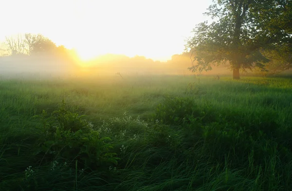 Mola de prado nebulosa ao nascer do sol — Fotografia de Stock