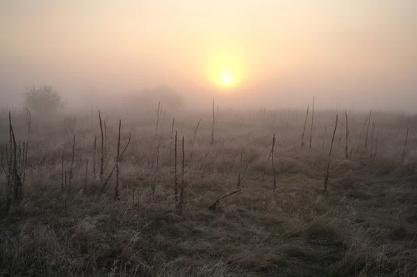 Trockenes Gras auf der Wiese am Waldrand, bedeckt mit frostkaltem, nebligem Morgen — Stockfoto