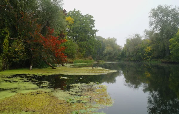 Rzeki krajobraz i autumn drewno — Zdjęcie stockowe