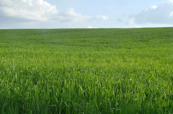 Field in a sunny day. — Stock Photo, Image