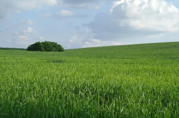 Feld an einem sonnigen Tag. — Stockfoto