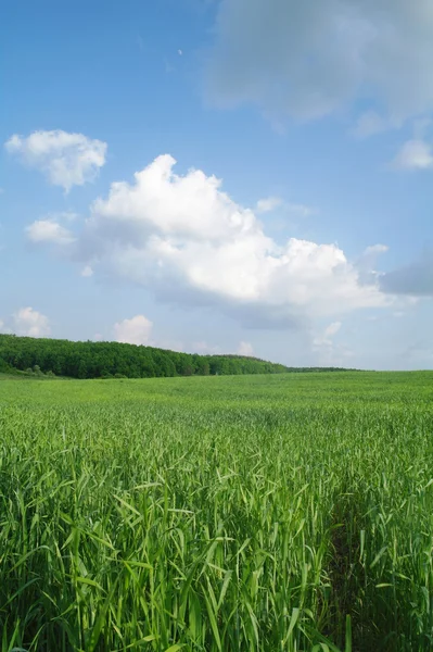 Pole w słoneczny dzień. — Zdjęcie stockowe