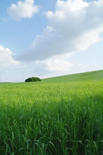 Campo em um dia de sol . — Fotografia de Stock