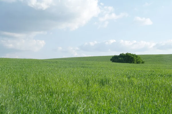 Pole w słoneczny dzień. — Zdjęcie stockowe