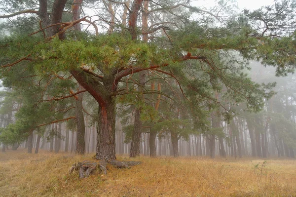 Bosque de otoño en la niebla de la mañana —  Fotos de Stock