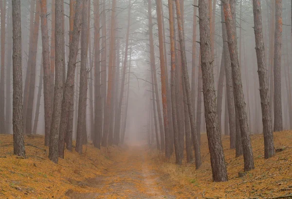 Bosque de otoño en la niebla de la mañana — Foto de Stock